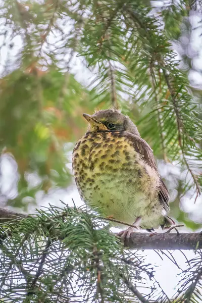 Μια Γκόμενα Του Αγρού Turdus Pilaris Έφυγε Από Φωλιά Και — Φωτογραφία Αρχείου