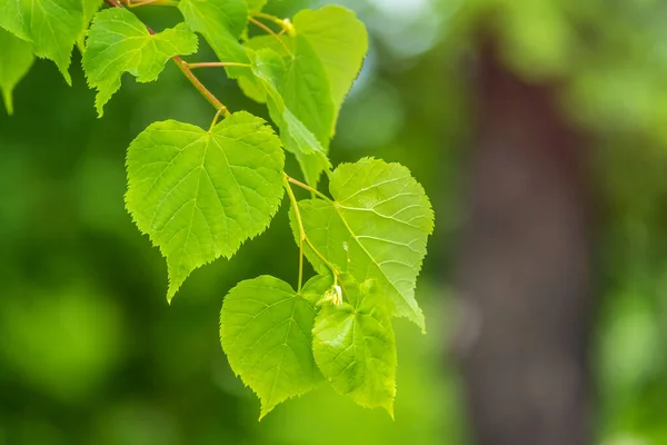 緑の背景にリンデンティリア ダッシュスタイルの緑の葉 ティリア ダシスタイルは落葉性石灰木種です — ストック写真