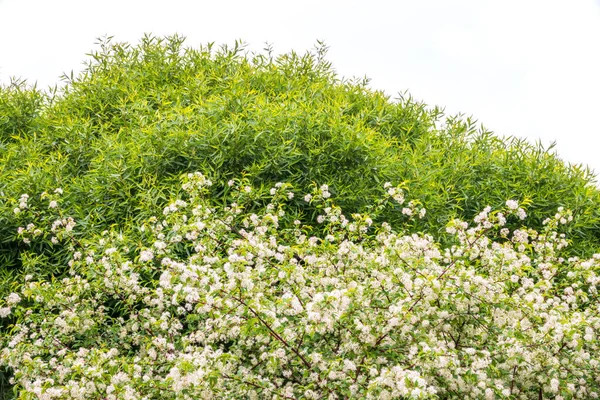 Witte Kersenbloemen Takken Van Een Bloeiende Boom Kersenboom Met Witte — Stockfoto