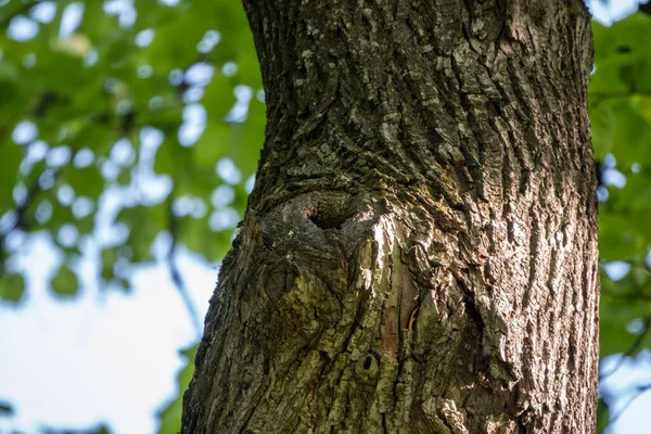 Oude Boomschors Textuur Met Een Holte Natuurlijke Achtergrond — Stockfoto