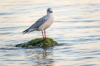 Martı deniz kıyısındaki kayalıklarda oturur. Avrupa ringa martısı, Larus Argentatus