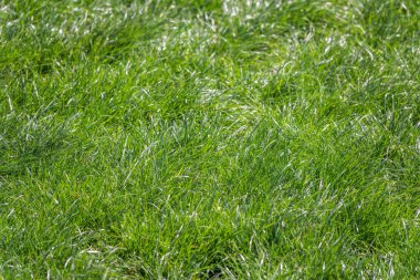 Green meadow with grass. Spring or summer green grass background. Natural background