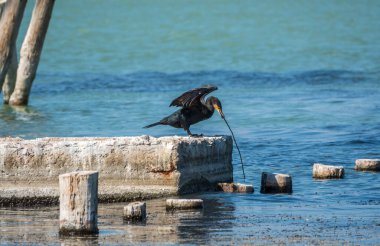 Siyah karabatak, gagasında bir sopayla eski bir iskelede oturur. Rıhtımda karabataklar oynuyor. Büyük karabatak, Phalacrocorax karbonhidrat, büyük siyah karabatak, ya da siyah sevişme olarak bilinir..