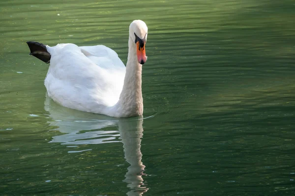 Ein Anmutiger Weißer Schwan Schwimmt Auf Einem See Mit Dunkelgrünem — Stockfoto