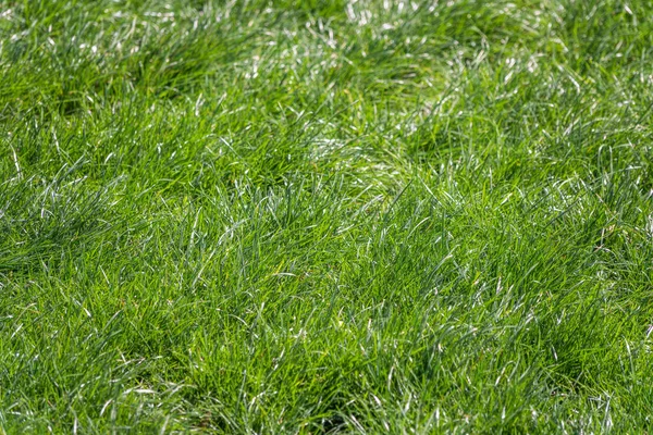 Green Meadow Grass Spring Summer Green Grass Background Natural Background — Stock Photo, Image