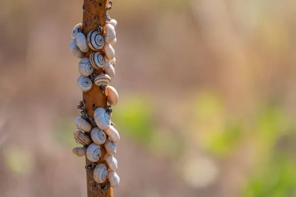 Many Snails Sitting Bush — Stock Photo, Image