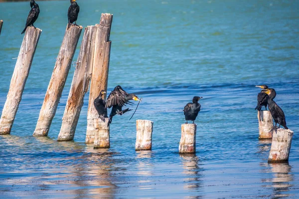 Una Bandada Cormoranes Sienta Viejo Muelle Marino Gran Cormorán Phalacrocorax — Foto de Stock