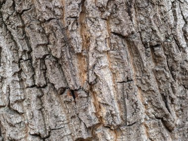 Yaşlı bir söğüt ağacının kabuğunun dokusu. Detaylı ağaç kabuğu dokusu. Doğal arkaplan
