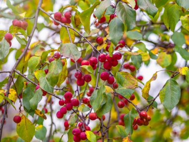 Sonbaharda kırmızı elma ve sarı yapraklı elma ağacı dalları. Elma ağacının parlak sarı ve turuncu sonbahar yaprakları.