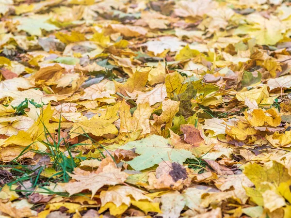 Gevallen Geel Oranje Herfst Esdoorn Bladeren Groen Gras Grond Herfst — Stockfoto