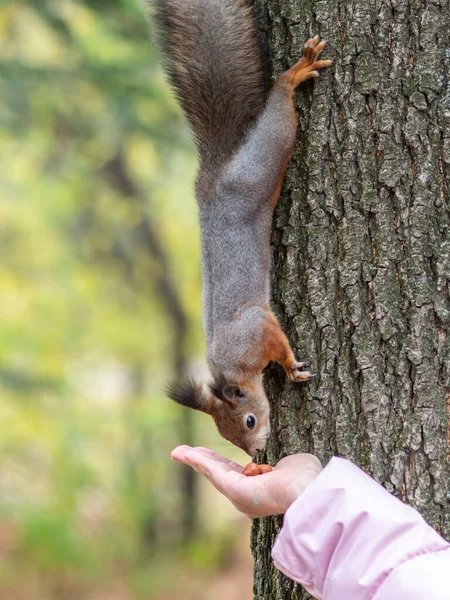 Girl Feeds Squirrel Nuts Autumn Park Squirrel Eats Nuts Girls — Stock Photo, Image