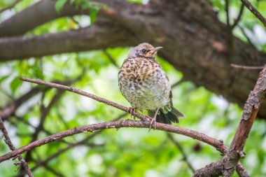 Tarla civcivi Turdus Pilaris yuvadan ayrıldı ve bir dalın üzerinde oturuyor. Sahada oturan bir civciv ağaç dalında ebeveynini bekliyor. Bahar Ormanından vahşi yaşam sahnesi.