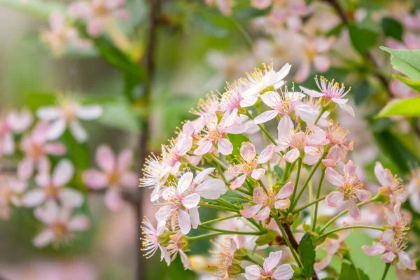 White and pink cherry flowers. The branches of a blossoming tree. Cherry tree with white and pink flowers. Blurred background.