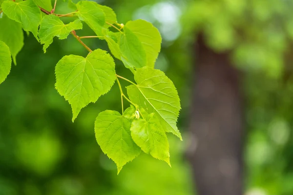 Hojas Verdes Tilo Tilia Dasystyla Sobre Fondo Verde Tilia Dasystyla — Foto de Stock