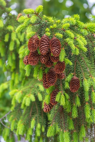 Fresh fir branches with green needles and brown cones. Lot of fir cones on spruce branch close up