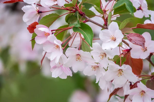 White Pink Cherry Flowers Branches Blossoming Tree Cherry Tree White — Stock Photo, Image