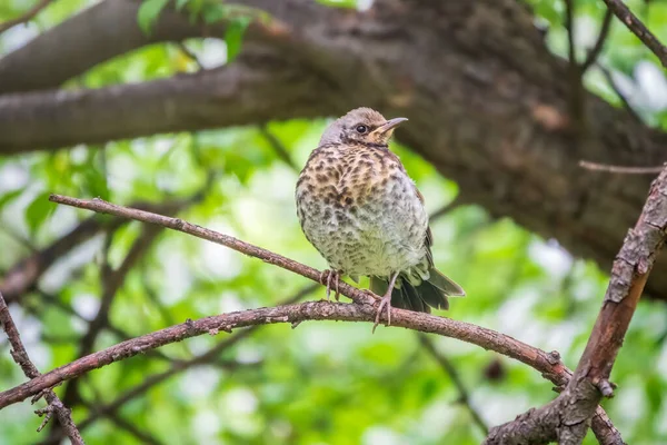 Tarla civcivi Turdus Pilaris yuvadan ayrıldı ve bir dalın üzerinde oturuyor. Sahada oturan bir civciv ağaç dalında ebeveynini bekliyor. Bahar Ormanından vahşi yaşam sahnesi.