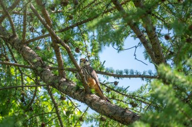 Avrasya hobisi, Falco subbuteo, karaçam ağacının tepesinde oturuyor. Vahşi hayattaki sevimli görkemli avcı şahin kuşu. Avrasya hobisi, Falco subbuteo, ya da sadece hobi, küçük, ince bir şahin