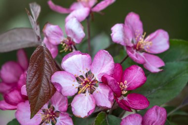 Çiçek açan bir elma ağacının mavi arka planlı taze pembe çiçekleri. Armut dibine düşermiş. Pembe çiçekler, yakın plan..