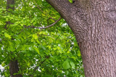 Büyük bir meşe gövdesi, yeşil meşe yaprakları, yaz, doğa. Bahar ya da yaz arkaplanı.