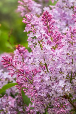 Baharda pembe çiçek açan leylak çiçekleri. Bahar leylak çiçekli dallar