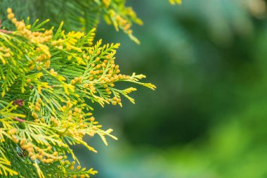 İlkbaharda Thuja dalları. Gün batımında taze thuja dalları. Bahar arkaplanı.