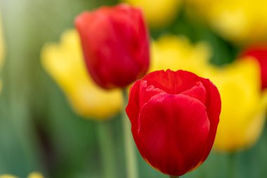 Yeşil arka planda kırmızı ve sarı laleler. Doğal bahar arkaplanı.