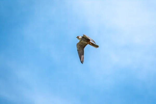 Predátorský Pták Eurasian Hobby Nebo Falco Subbuteo Létá Modré Obloze — Stock fotografie