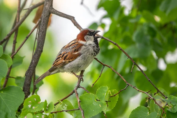 Sparrow Sentado Ramo Bétula Verde Luz Pôr Sol Pardal Com — Fotografia de Stock