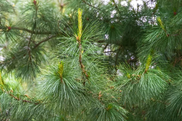 보풀보풀 아름다운 가지들이 피누스 Pinus Sibirica 시베리아 소나무 바늘이 소나무 — 스톡 사진