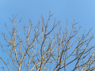 Sonbahar ya da kış ağaçlarının yapraksız dalları açık mavi gökyüzüne karşı. Kopyalama alanı olan doğal şablon.