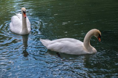 İki zarif beyaz kuğu karanlık suda yüzüyor. Dilsiz kuğu, Cygnus rengi.