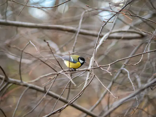 Cute Bird Great Tit Songbird Sitting Branch Leaves Autumn Winter — Stock Photo, Image