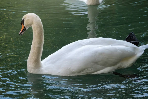 Cisne Branco Gracioso Nadando Lago Com Água Verde Escura Cisne — Fotografia de Stock