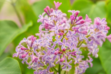 Baharda pembe çiçek açan leylak çiçekleri. Bahar leylak çiçekli dallar