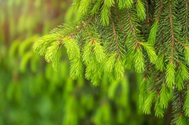 Baharda filizlenmiş fidan dalları. Baharda genç yeşil ladin filizleri. Yeşil arka planda ladin dalları. Bahar ormanlarında dalda yetişen köknar ağacı filizleri.