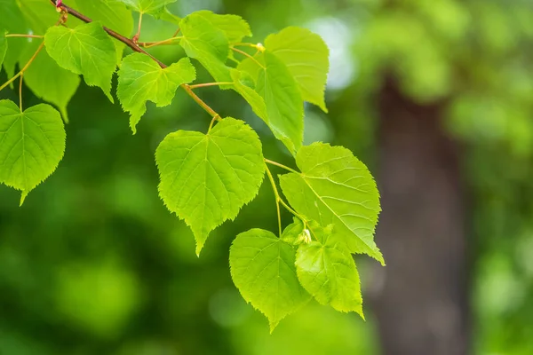 Hojas Verdes Tilo Tilia Dasystyla Sobre Fondo Verde Tilia Dasystyla — Foto de Stock