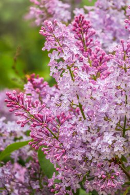 Baharda pembe çiçek açan leylak çiçekleri. Bahar leylak çiçekli dallar
