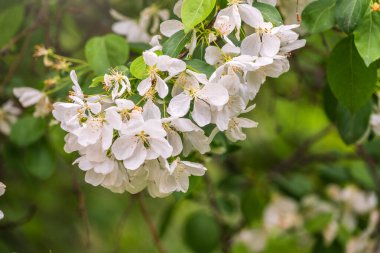 Beyaz çiçek açan elma ağaçları. Beyaz elma ağacı çiçekleri. Bahar mevsimi, bahar renkleri