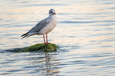 Martı deniz kıyısındaki kayalıklarda oturur. Avrupa ringa martısı, Larus Argentatus