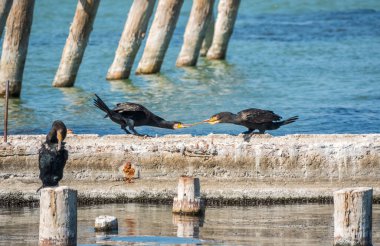 İki karabatak bir çubuk çekiyor. Rıhtımda iki karabatak oynuyor. Büyük karabatak, Phalacrocorax karbonhidrat, büyük siyah karabatak, ya da siyah sevişme olarak bilinir..