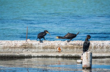 İki karabatak bir çubuk çekiyor. Rıhtımda iki karabatak oynuyor. Büyük karabatak, Phalacrocorax karbonhidrat, büyük siyah karabatak, ya da siyah sevişme olarak bilinir..