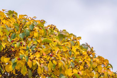 Sonbaharda mavi gökyüzüne karşı sarı yapraklı elma ağacı dalları. Elma ağacının parlak sarı ve turuncu sonbahar yaprakları.