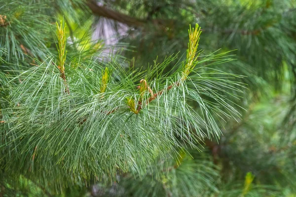 Cedrové Větve Dlouhými Nadýchanými Jehlami Krásným Rozmazaným Pozadím Pinus Sibirica — Stock fotografie