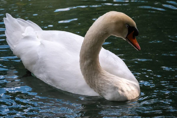 Graciös Vit Svan Som Simmar Sjö Med Mörkgrönt Vatten Den — Stockfoto