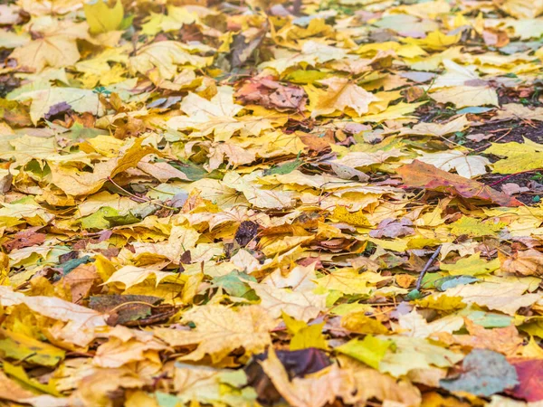 Gevallen Geel Oranje Herfst Esdoorn Bladeren Groen Gras Grond Herfst — Stockfoto