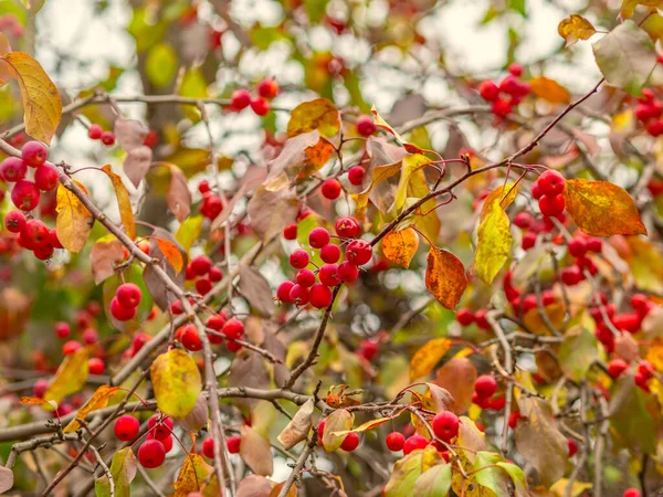Almaágak Vörös Almával Sárga Levelekkel Ősszel Élénk Sárga Narancssárga Őszi — Stock Fotó