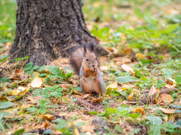 Eichhörnchen Mit Nuss Herbst Auf Grünem Gras Mit Abgefallenen Gelben — Stockfoto