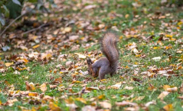 Écureuil Automne Sur Herbe Verte Aux Feuilles Jaunes Tombées — Photo