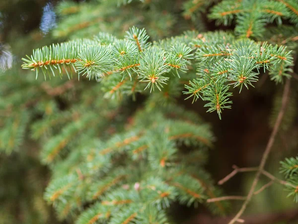 Achtergrond Van Groene Sparren Takken Bij Zonsondergang Licht Verse Dennenboom — Stockfoto